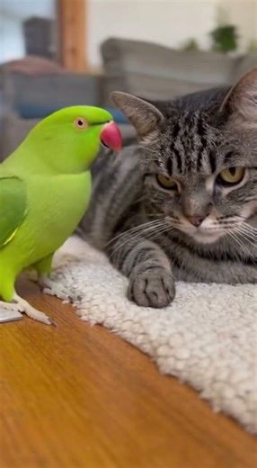 Playful Parrot Teases Lazy Cat in Adorable Interaction