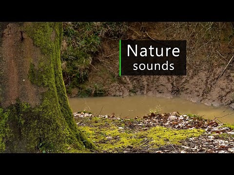 British woodland in spring - Nature sounds