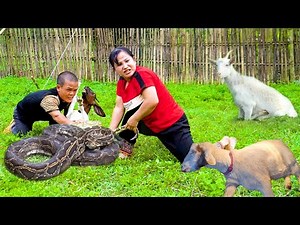 Close Call! Goat Nearly Eaten by Python on a Rainy Day - Dramatic Rescue