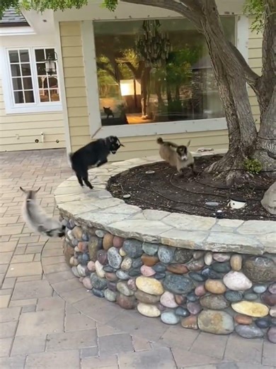 Too Cute! Baby Goat Can’t Stop Jumping 🐐 #cutefarmanimal #animals #cute