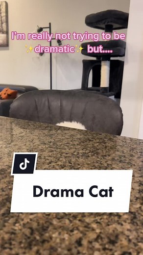 Drama Cat: The Need for Affection