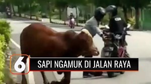 161K views · 824 reactions | Duh! Seekor sapi lepas dan ngamuk di jalan raya Tuban, yang sedang ramai kendaraan. Akibatnya, dua pengendara motor kocar-kacir selamatkan diri. #Liputan6SCTV Berita lainnya: bit.ly/32Vjm16 | SCTV | Facebook
