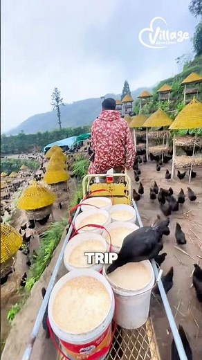 Amazing chicken farm in China