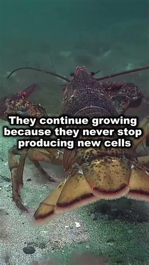 Lobsters Never Stop Growing