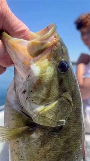 My favorite fish! Smallmouth bass! American Lake