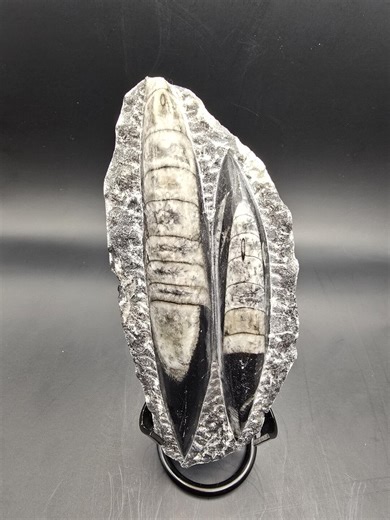 Polished Orthoceras Double Fossil Slab • Devonian Cephalopod • Erfoud, Morocco - Etsy