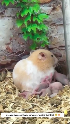 Baby Hamsters Nursing From Mom Is the Sweetest Thing 🥹🐹
