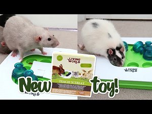 Rats learn to use a new foraging toy!