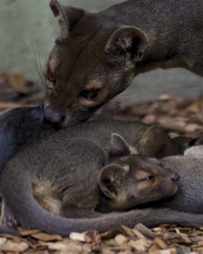 Chester Zoo on Reels