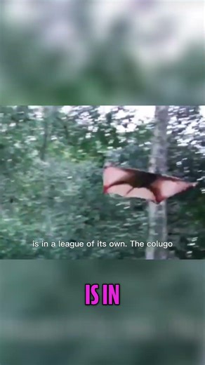 Meet the Colugo: Not a Bat, But a Gliding Master! #shorts