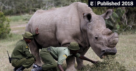 Sudan, the Last Male Northern White Rhino, Dies in Kenya