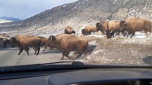274K views · 9.3K reactions | A bison jam in the northern section of Yellowstone National Park. #outdoors #nature #animals | Michael Hodges, Author | Facebook