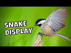 The Black-capped Chickadee HISS (Snake Display) Explained