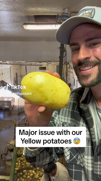 Wireworm Damage: Potato Harvest Disaster!