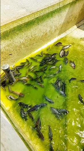 How to grow tilapia fish in a tank at home? 🐟 #fishtank #telapiafish #fishgrowth #shorts #farming
