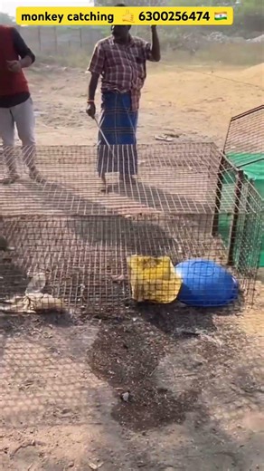 6300256475 #monkey catching official #monkeycatching