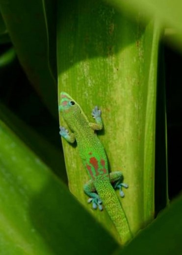 Exploring Fascinating Lizards and Geckos in Nature