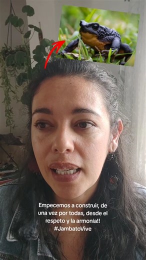 Sozapato | Ilustration | Art | El jambato negro de páramo, Atelopus ignescens, es uno de los sapos más emblemáticos del Ecuador. Fue redescubierto en 2016 después de 30... | Instagram