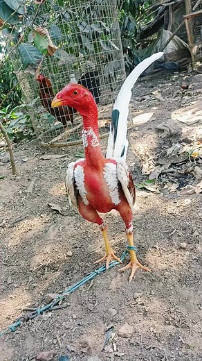 Videos de Andres Alejandro Rey (@alejandro_reyes43) con “sonido original - L U C I F E R”