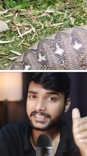 Python Eat Man| #shorts #animals #wildlife #snake #python #indonesia #viral #trending #youtubeshorts