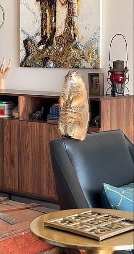 Dramatic Prairie Dog 🎭