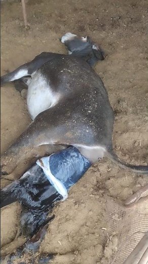 Exhausted Donkey and Her Stuck Baby waiting for Help👀