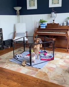 Teach me your ways wise master 🙉📢🐺 @frenchie_bell #nevermind #LetsNot #howling #lessons . . . . . #frenchie #frenchies #französischebulldogge #frenchbulldog #frenchbulldogs #dog #dogsofinstagram #frenchies1 #bully #bulldog #bulldogfrances #フレンチブルドッグ #フレンチブルドッグ #フレブル #ワンコ #frenchiesgram #frenchbulldogsofinstagram #ilovemyfrenchie #batpig #buhi #squishyfacecrewbulldog | Frenchies.1