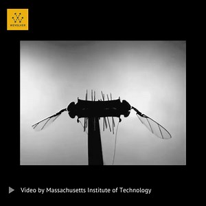 Engineers in the MIT Department of Electrical Engineering and Computer Science have developed artificial muscles that enable insect-sized robots to continue flying even after taking damage. The design could allow tiny robots to perform jobs better in harsh conditions and environments. Video Credit: Massachusetts Institute of Technology (MIT) -------------------------------- Get your company on Wevolver. Wevolver reaches millions of professional engineers every month who leverage the platform to 