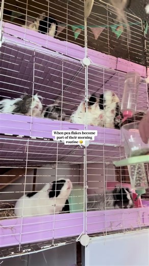 It’s like one of those games, feed the piggy’s in time before the start fighting 🤣 #ForYouPage #guineapig #guineapigs #fyp