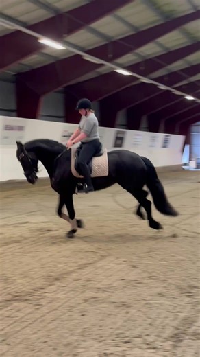 Understanding Friesian Dressage with Arwen