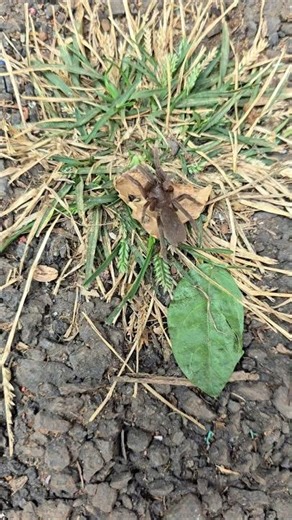 Tarantula #biodiversity #spiderverse #spiderspecies #arachnology #araneology #spidersoftheworld