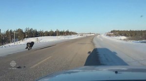 616K views · 230 reactions | Rhonda Miller's drive to work last week included these two wolves out for a morning run. How fast were they going? Miller thinks she was driving 40 km/h when she took this video. Read more: www.cbc.ca/1.4024497 | CBC NWT | Facebook