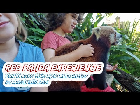 Red Panda Experience - You'll Love This Epic Australia Zoo Encounter