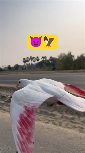 कबूतर बाइक से ज्यादा तेज़ी से उड़ रहा है|| pigeon flying with bike|| #kabutar #pigeonwings #flyride