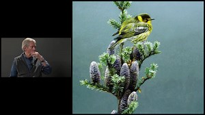 "The Cape May Warbler is one of the many species of migrants which winters in the tropics and breeds in the northern forests. Since my childhood, I have thrilled to the bou | Robert Bateman