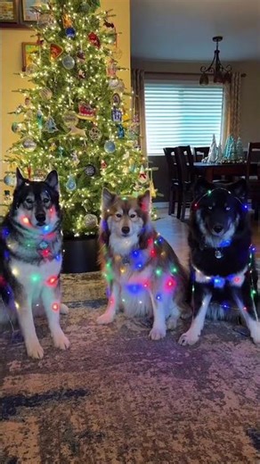 Christmas Cat & Dog – Cutest 🎄 #cute #funny