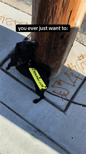 My favorite little pole dancer.