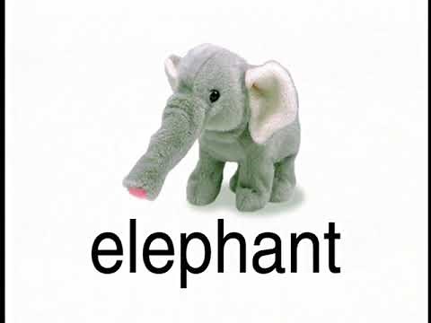 Baby Einstein: Baby Webster: Reading (English)