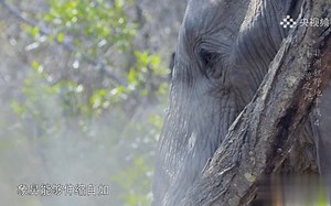 非洲象的象鼻包含40000多块肌肉
