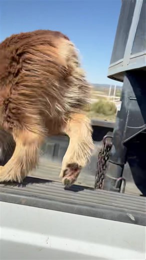 Got to visit with some pups from C4 Colors Aussies today. Actually the blue merle is Gabby and Emma’s sister Balou! She’s a sweetheart and so are the others! #aussie #australianshepherd #redtriaussie #redmerle #bluemerle #doggos #workingdogs | Couple Berry Farms