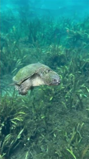 “Snapping turtle encounter! Our tour guide risked it all for this amazing shot as a turtle swam