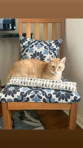 Create a fun kitty stick toy your feline will adore! 🐱 Choose charming fabric and include crinkle material for added excitement. Perfect for cats and small dogs alike. Discover step-by-step instructions on the BERNINA USA #WeAllSew blog and craft the purr-fect toy today! ✂️ https://bit.ly/4hSCams ✨ #BERNINADealer #MadeToCreate #SewFun #bandcsewing #apartofyourhomesince1976 #yakimasewingmachinestore | B & C Sewing & Vacuum