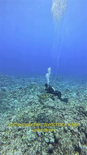 The Ocean Floor Is Covered in Mirrors 🌊