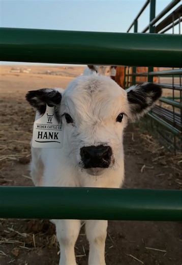 Create Custom Ear Tags for Your Mini Cow