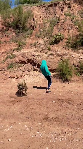 Playful Sheep Running in Natural Terrain