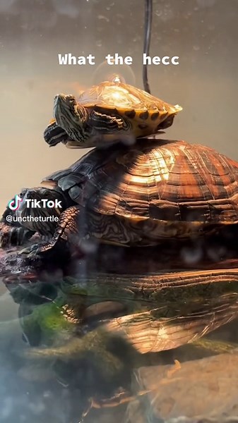 ????? #turt #turtle #pet #fyp #fypシ #petsoftiktok