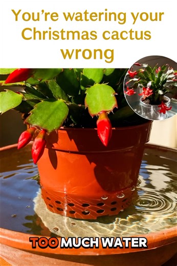 📌One simple watering mistake is making the buds fall off. | Easy planting Tips