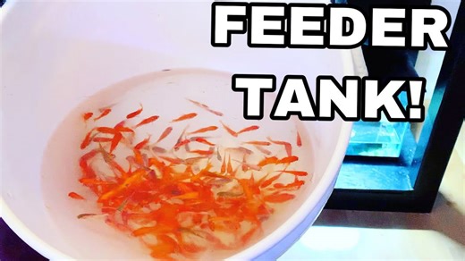 Insane Goldfish Haul - 500 Feeders for the Big Tank Hunters!