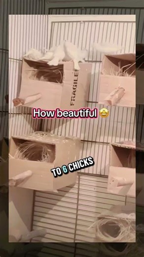 Zebra finch breeding tips