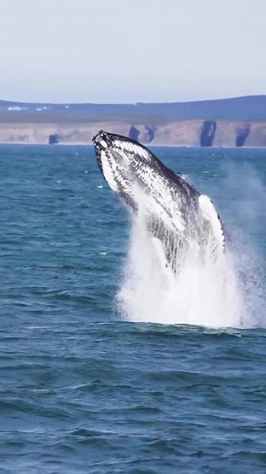 Whale Watching Highlights in Húsavík, Iceland